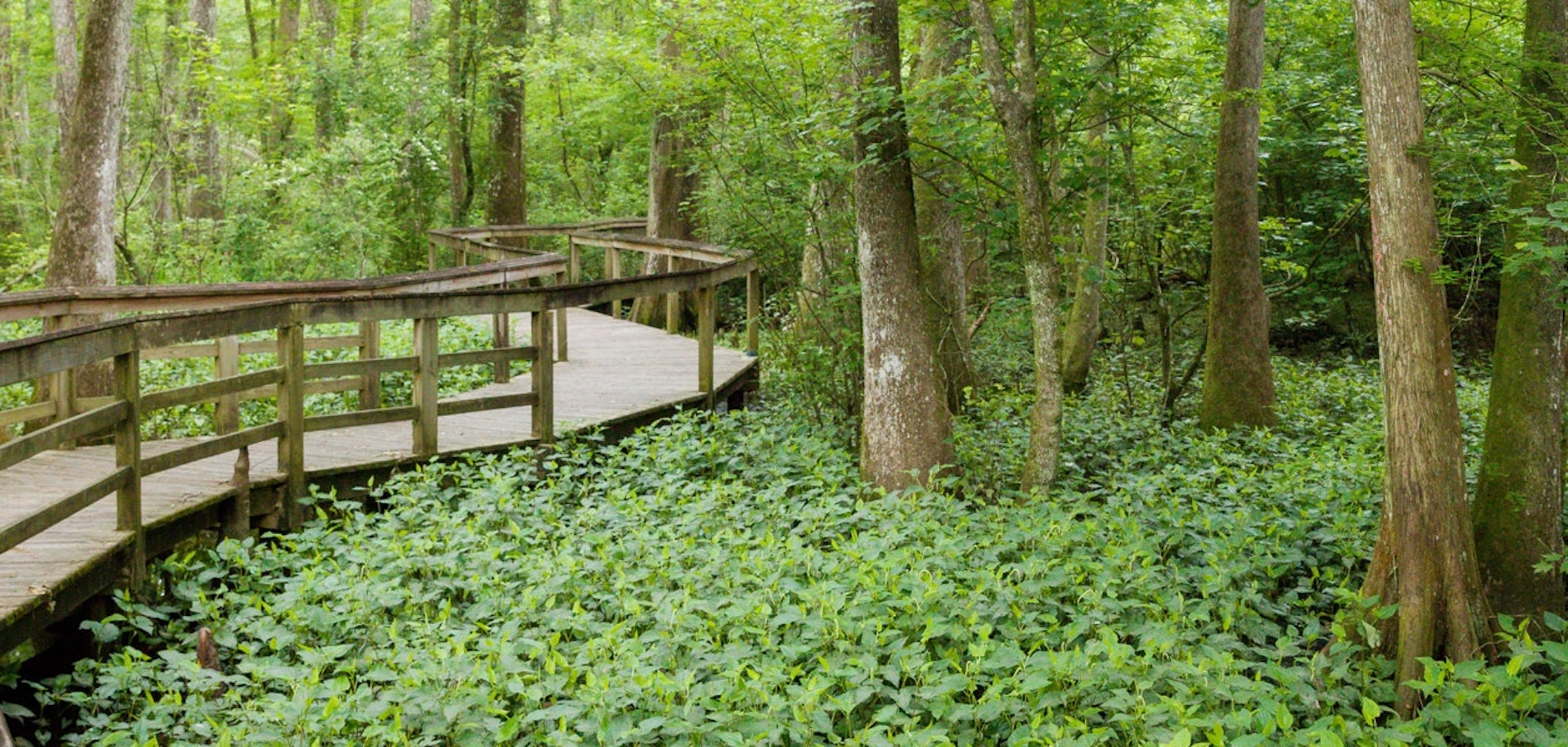 Bluebonnet Swamp Nature Center