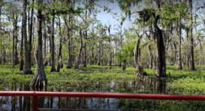 Bayou Black Air Boat Tours