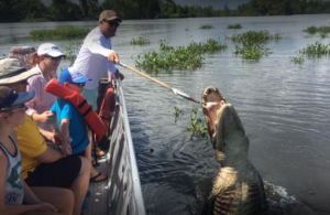 Swamp and Marsh Tour