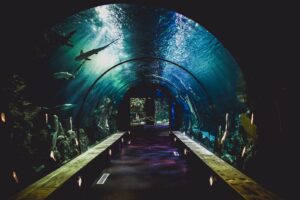 Mote Marine Aquarium in Sarasota