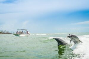 sightseeing dolphin tour