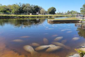 Lee County Manatee Park