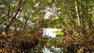 Mangrove tunnels in Sarasota