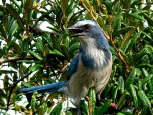 Bird Watching at Oscar Scherer State Park