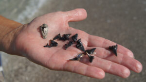 Shark tooth hunting in Sarasota