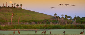 celery fields sarasota