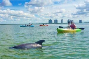 Guided Wildlife Tour in Fort Myers