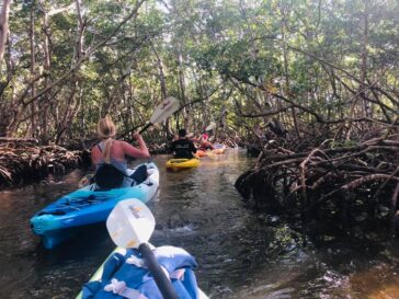 Mangrove Tunnels Kayak Tour