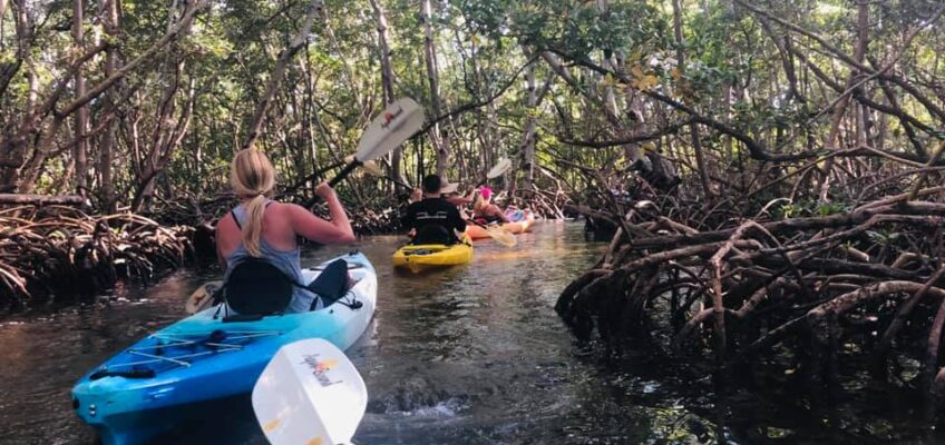 Mangrove Tunnels Kayak Tour