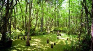 Six Mile Cypress Slough Preserve