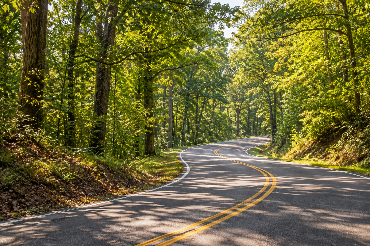 Illustration of a winding road through Mississippi woodland